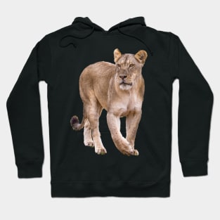 Lioness Hoodie